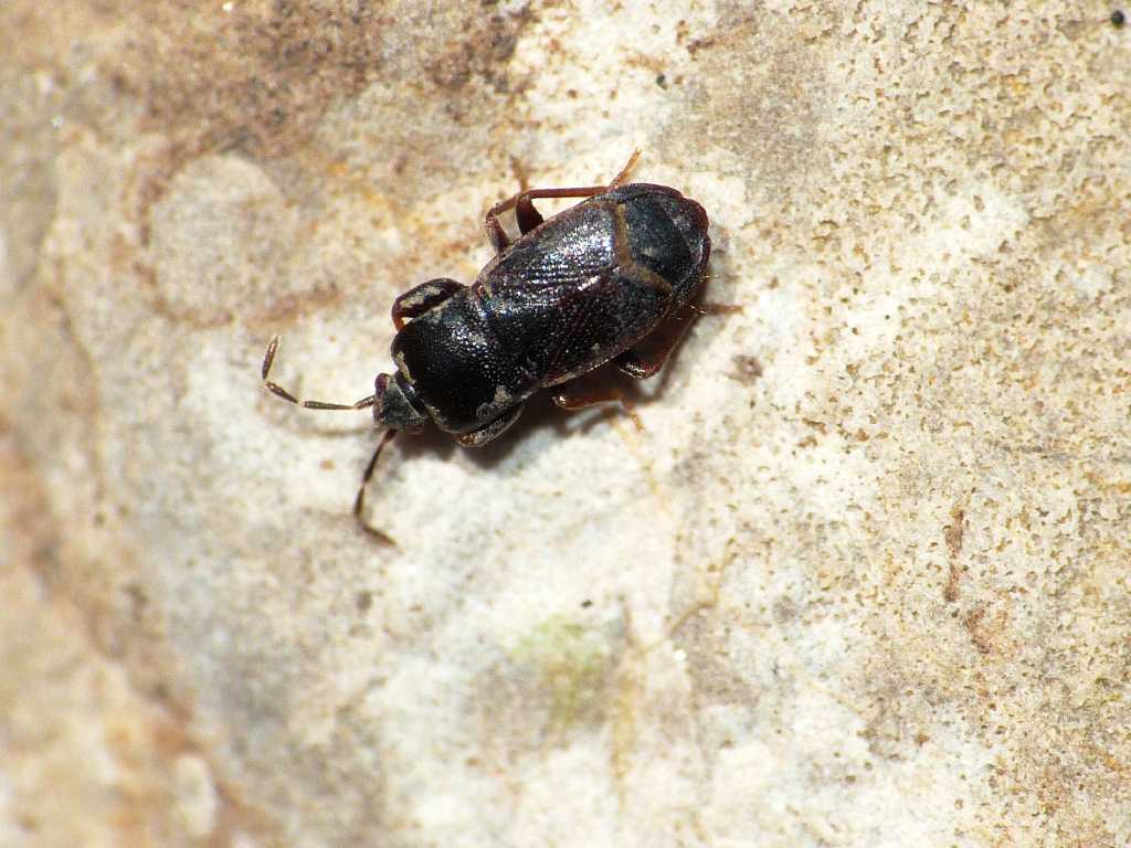 Lygaeidae: Plinthisus cf coracinus - Tolfa (RM)